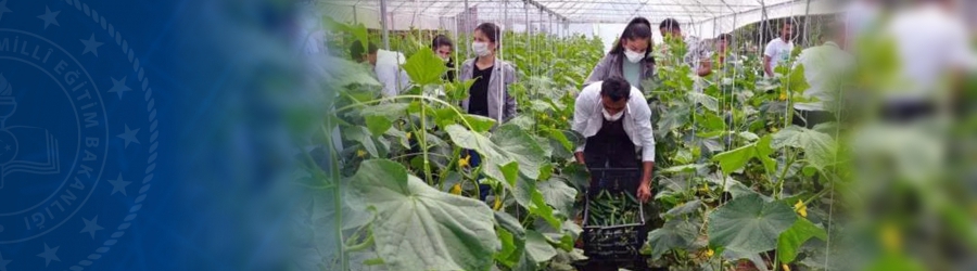 Mardin Derik Mesleki ve Teknik Anadolu Lisesi Tarım Teknolojileri bölümü öğrencileri, 2 bin metrekarelik alanda tarımsal üretim yaparak ev ekonomisine katkı sağlıyor.